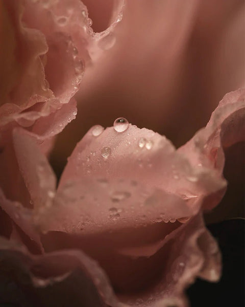 Nomenclature Night Serum Eau De Parfum - Tito Smalti - Profumo